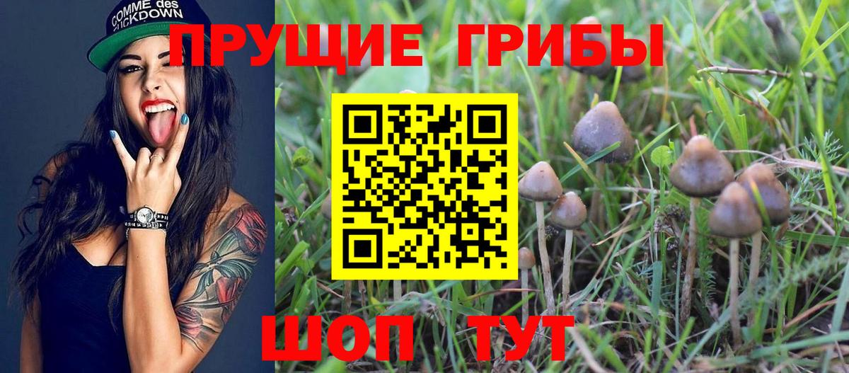 Галлюциногенные грибы Cubensis  Псилоцибиновые грибы мицелий  Вход с VPN  Кизляр 